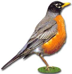 American Robin