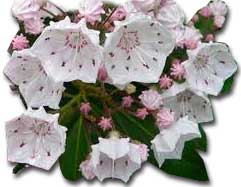 CT state flower mountain laurel